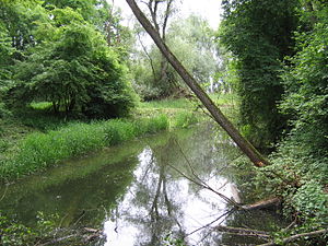 In the NSG Lipbach estuary (2009)