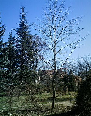 Jardin botanique de Bucarest