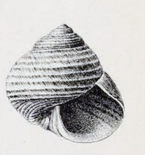 <i>Lirularia succincta</i> Species of gastropod