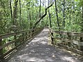 Reed Bingham State Park, Little River Trail