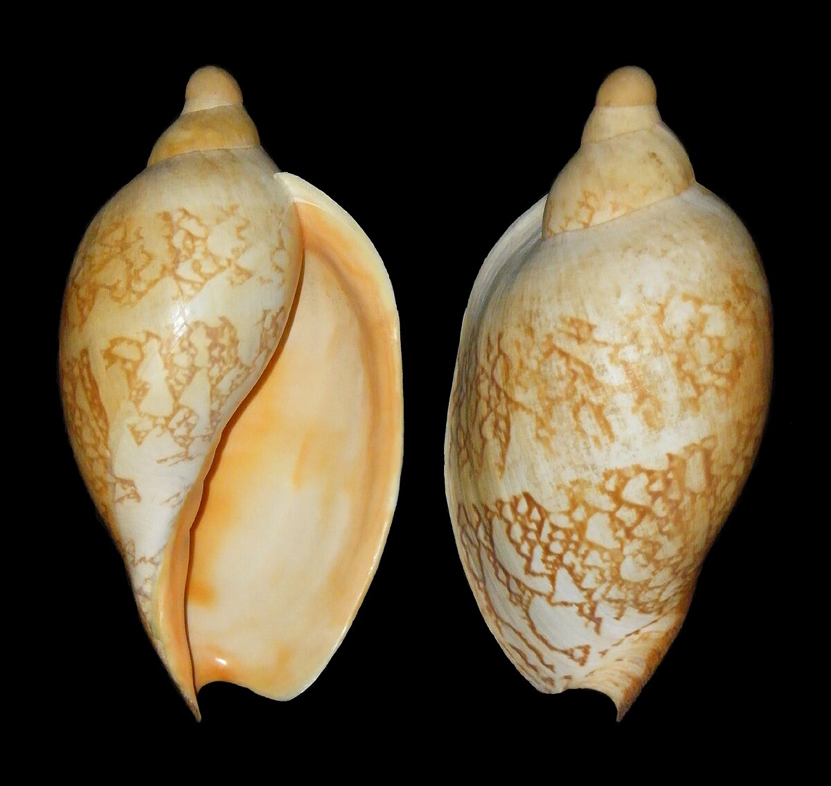 Livonia mammilla