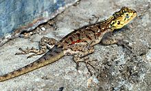 Ground agama (Agama aculeata) in Tanzania Lizard - e.JPG