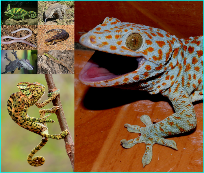 File:Lizard Collage.png