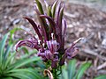 Lobelia niihauensis