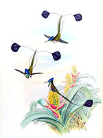 Thumbnail for 1835 in birding and ornithology