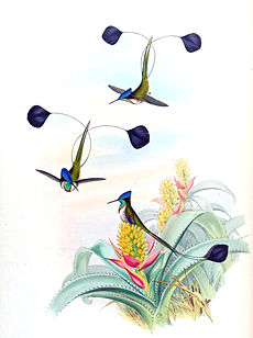 The marvellous spatuletail was first reported in 1835 by Andrew Matthews bird collector for George Loddiges Loddigesia mirabilis + Aechmea mucroniflora - Gould Troch. pl. 161.jpg