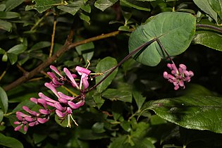   Lonicera hispidula