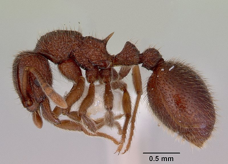 File:Lordomyrma azumai casent0172483 profile 1.jpg