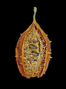 Luffa operculata Opened fruit to show the seeds and the trabecula