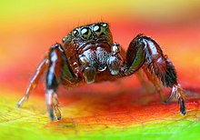 Lukjonis - Păianjen săritor masculin - Sibianor larae.jpg