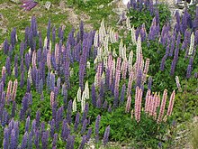 Plantas azules, púrpuras y blancas que crecen espesas en un campo