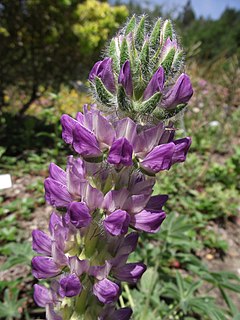 <i>Lupinus microcarpus</i> Species of legume