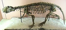 Lycaenops ornatus Buffalo Museum Science.jpg