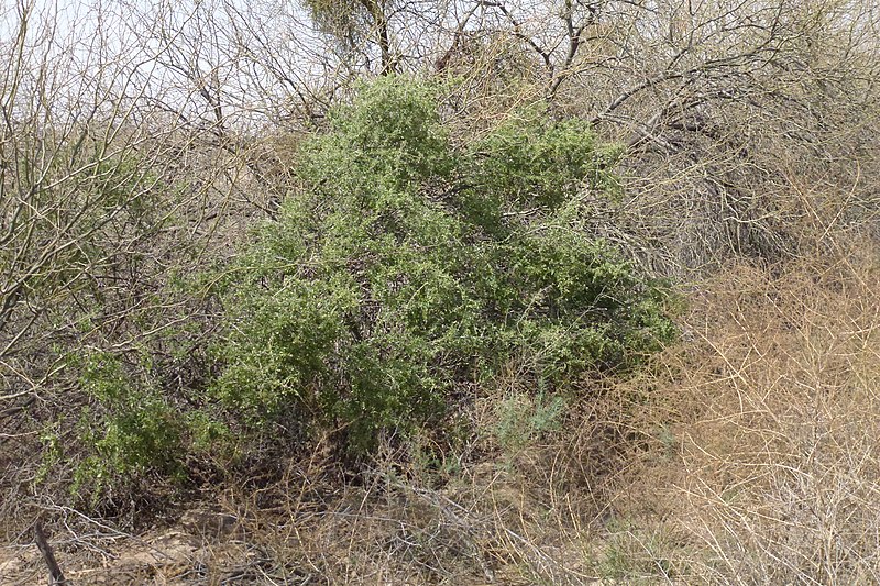 File:Lycium pallidum, Pale Wolfberry, Pale Desert-thorn, Pale Lycium, Rabbit Thorn, 2013 - panoramio (2).jpg