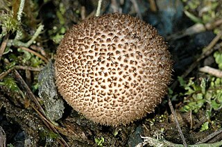 <i>Lycoperdon nigrescens</i> Species of fungus