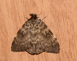 <i>Lymantria ampla</i> Species of moth