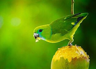 Male Mindanaoan Guiabero parrot at Cagayan de Oro City. Photograph: Kirkamon (CC BY-SA 4.0)