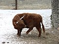 Highland cattle (Bos taurus)