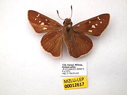 MZLU-LEP00012617 dorsal (50713160868).jpg