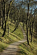 Broadleaved woods in Macclesfield Forest