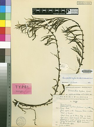 <i>Macropodiella</i> Genus of flowering plants