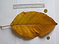 Leaf (with ruler)