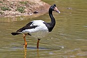 Magpie goose.jpg