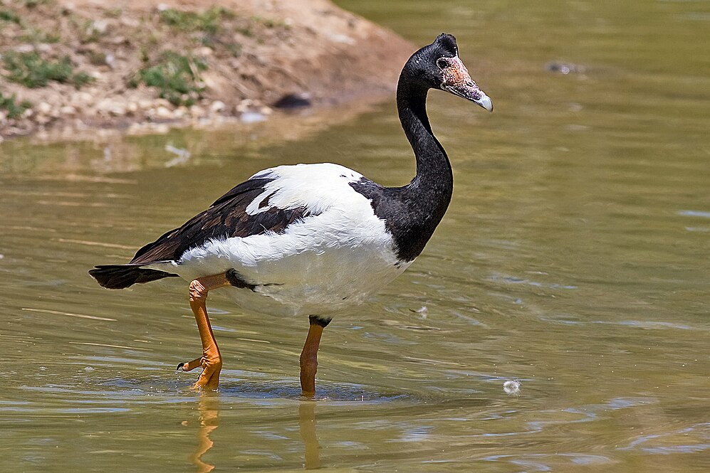 Anseriformes-avatar