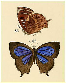 MahathalaAmeriaHew1862AC1.jpg