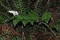 Maianthemum racemosum