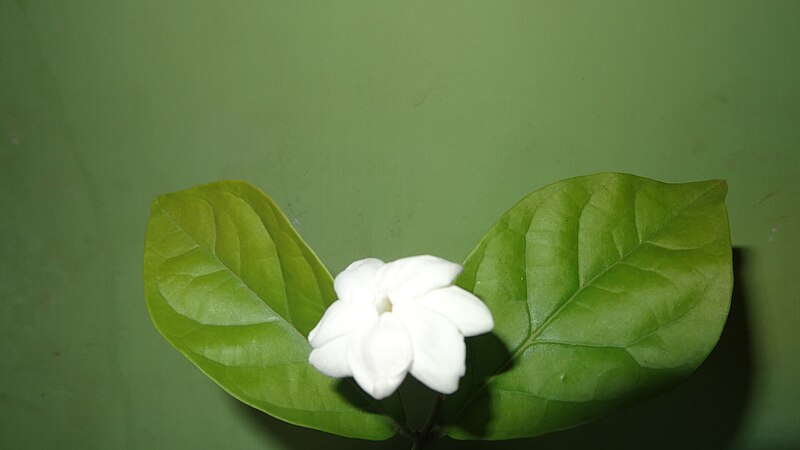 File:Mallikai jasmine (2).JPG