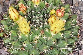 <i>Mammillaria karwinskiana</i> Species of cactus