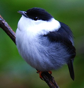 <span class="mw-page-title-main">White-bearded manakin</span> Species of bird