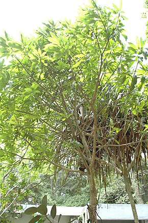 Beschreibung des Bildes Mangifera andamanica-BSI-yercaud-salem-India.jpg.