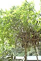 Mangifera andamanica-BSI-yercaud-salem-India.jpg