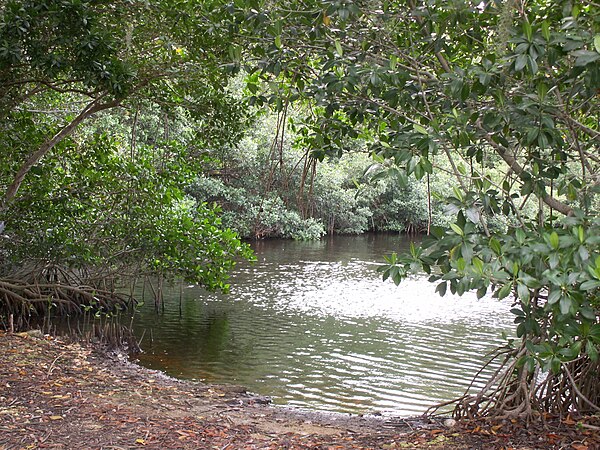 Mangrove forest