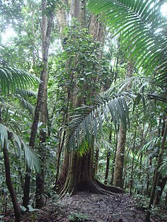 <i>Manilkara bidentata</i> Species of tree