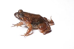 Описание картинки Mantidactylus biporus (15907586355) .jpg.