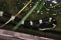 Many-banded Krait (Bungarus multicinctus) 銀環蛇3.jpg