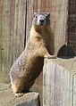 Marmota flaviventris