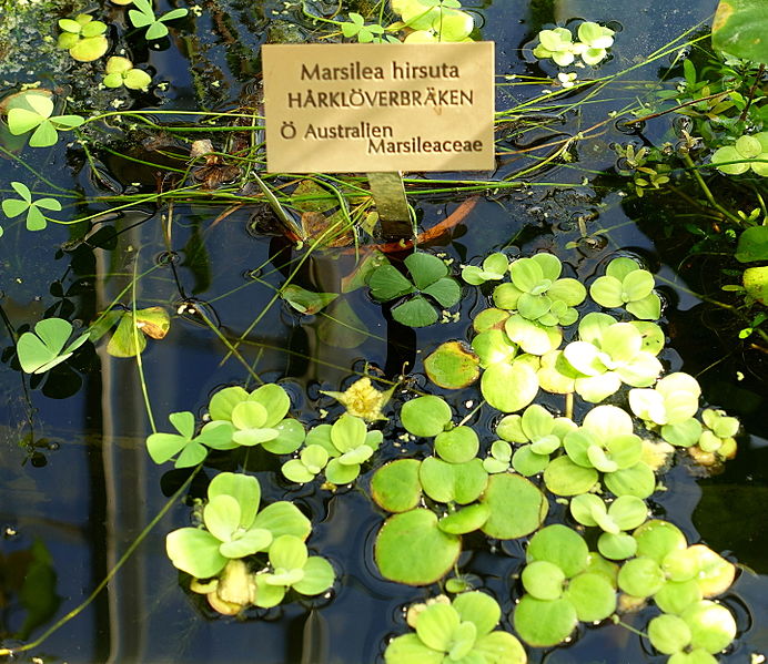 File:Marsilea hirsuta - Victoriahuset, Bergianska trädgården - Stockholm, Sweden - DSC00253.JPG