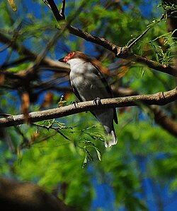 Naamiotityra (Tityra semifasciata)