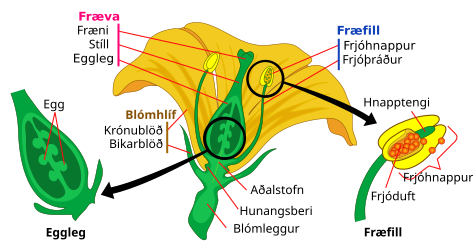 File:Mature flower diagram-is.svg