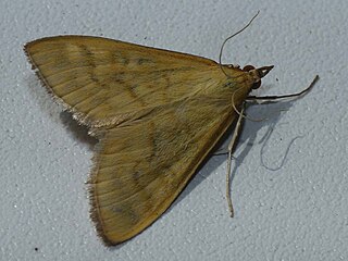 <i>Mecyna flavalis</i> Species of moth