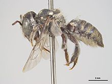 Megachile atrella f.jpg 