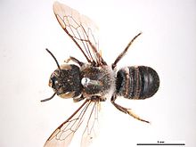 Канифроны Megachile f.jpg