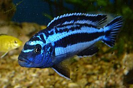 Melanochromis cyaneorhabdos