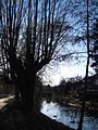 Die Hönne in Menden (Sauerland). Blick von der Fußgängerbrücke Balver Straße 22 in Richtung Iserlohner Landstraße.