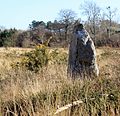 * Nomination Kergo menhir, part of Carnac Stones. --XIIIfromTOKYO 10:42, 22 March 2014 (UTC) * Promotion Good quality, nice mood. --Dirtsc 20:24, 28 March 2014 (UTC)