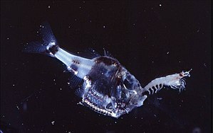 Argyropelecus hemigymnus prey on a shrimp.  Underwater photo from the Strait of Messina